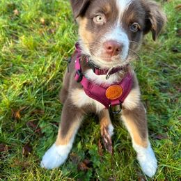 Australian Shepherd Puppies from Van Huitt Australian Shepherds
