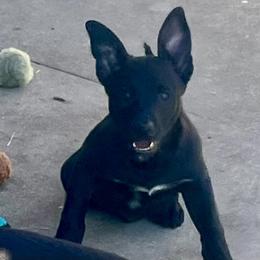 Girl 1 - Black female Belgian Malinois puppy in North Fort Myers, Florida from Reinwald Kennels Dee Reinwald & Thomas Brennan