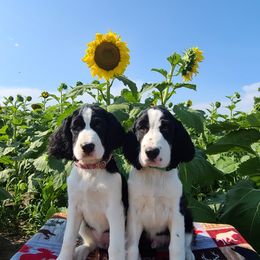 English Springer Spaniel Puppies from MN Whispering Pines Springers