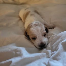 Cream Puff - Piebald male Dachshund puppy in Geneva, Florida from TGIF Doxies