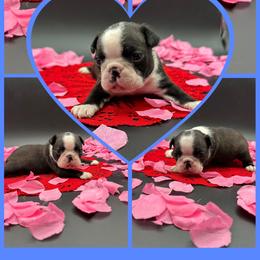 Reuben James - Seal and white male Boston Terrier puppy in Jacksonville, Florida from Trail’s End Boston Terriers