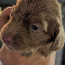 Girl 1 - Dachshund puppy in Homosassa, Florida from Foxies Doxies