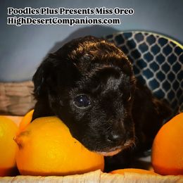 Aussiedoodle, Poodle, and Toy Australian Shepherd Puppies from High Desert Companions