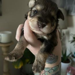 Female 2 - Liver female Miniature Schnauzer puppy in Lowell, North Carolina from Prestigious Schnuazers