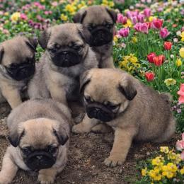 Pug Puppies from Pugs R Us