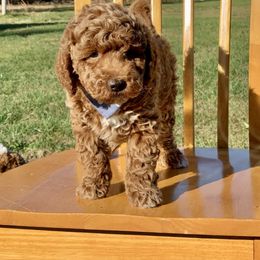 Boy 3 - Red  Goldendoodle puppy in Mckee, Kentucky from Maicey’s Star Doodles