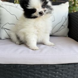 Boy 1 - Black parti male Pomeranian puppy in California from Savvypomeranians