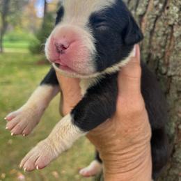 Flashy girl 2 - Brindle female Boxer puppy in Plainwell, Michigan from Hope's Beautiful Boxers