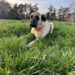 Annabelle - Anatolian Shepherd Dog