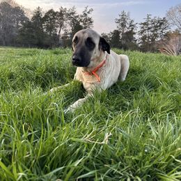 Annabelle - Anatolian Shepherd Dog