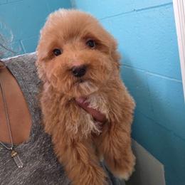 Simba - Apricot male Goldendoodle puppy in Milwaukwe, Wisconsin from Wisconsin Doodles