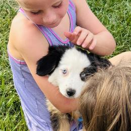 German Shepherd and Miniature American Shepherd Puppies from Bouchard’s Best Shepherds