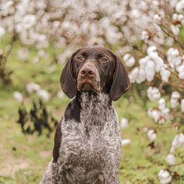 Ripley - German Shorthaired Pointer