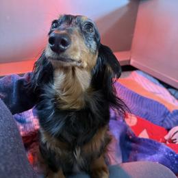 Dachshund puppies from Sandra's Dachshunds