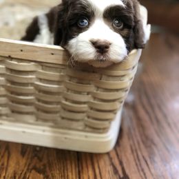 Aussiedoodle Puppies from Ohana Companions