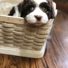 Aussiedoodle Puppies from Ohana Companions
