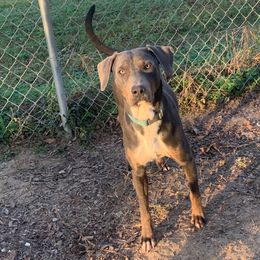 Judge - Catahoula Leopard Dog
