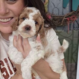 Chip - Parti male Goldendoodle puppy in Palestine, Texas from KK's Doodle Bunch