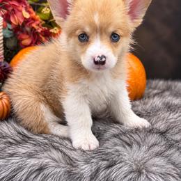 Skye - Sable merle and white female American Corgi puppy in Missouri from Country Legends Aussies & Corgis