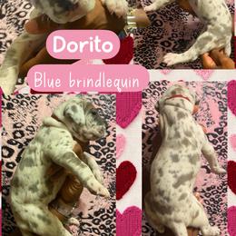 Doritos - Harlequin female Great Dane puppy in Wellsville, New York from Prophecy Danes