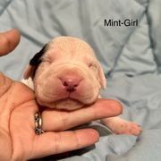 Mint Girl - Dogo Argentino puppy in Iowa from Lucky 7 Dogos
