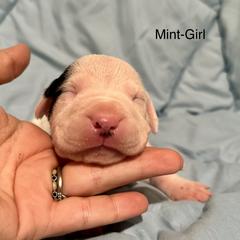 Mint Girl - Dogo Argentino puppy in Iowa from Lucky 7 Dogos