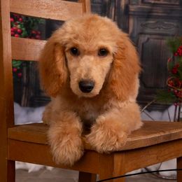 Cockapoos and Poodles from Dog E Stylz Breeding