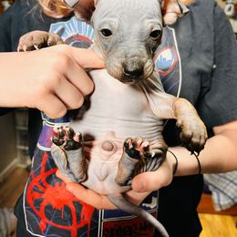 American Hairless Terrier Puppies from Gold Rush Kennels