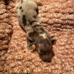 Dachshund Puppies from Miniature Alphas Dachshunds