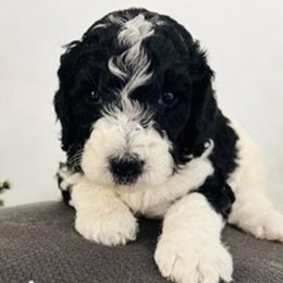 Aussiedoodles from PJ Doodles