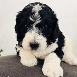 Aussiedoodles from PJ Doodles