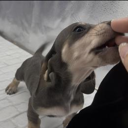 Blue and Cream Smooth Female - Blue and cream female Dachshund puppy in Killeen, Texas from Southern Dachshunds