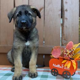 Wanda (Purple Collar) - Sable female German Shepherd puppy in Middlesex, North Carolina from Ace of Hearts K9’s