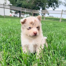 Lincoln - Merle male Pomsky puppy in Doon, Iowa from Luxury Pomsky