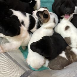 Akita Puppies from Gloe Akita's