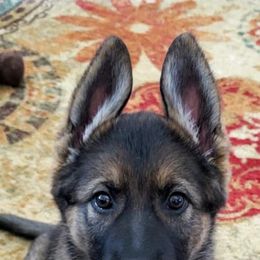 German Shepherd Puppies from Warhammer German Shepherds