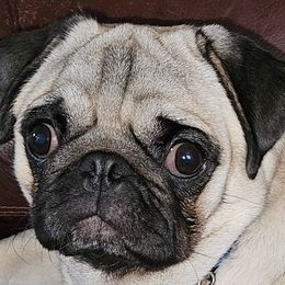 PUDDING - Companion Cross