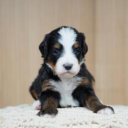 Jack - Tri-color male Bernedoodle puppy in Spokane, Washington from Lilac City Doodles
