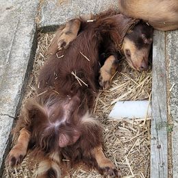 Arthur - Dachshund