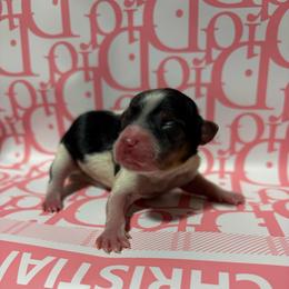 Pepper - Parti female Yorkshire Terrier puppy in Illinois from Pretty Little Yorkies