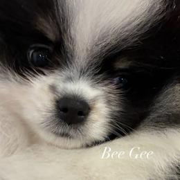 Atlas - Black parti male Pomeranian puppy in Palatka, Florida from Sugarland Pomeranians