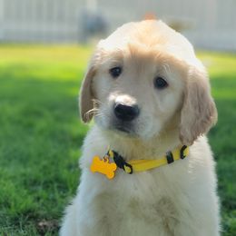 Golden Retrievers from Nancy’s Golden Haven
