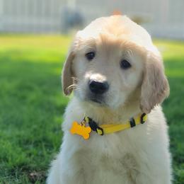 Golden Retrievers from Nancy’s Golden Haven