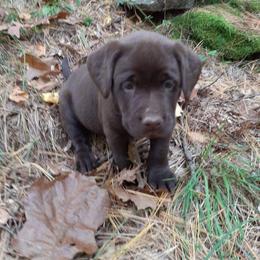 Girl5 - Chocolate female Labrador Retriever puppy in Belchertown, Massachusetts from C Eastons Chocolate Lab - All pups are spoken for this litter