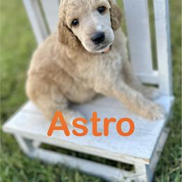 Astro - Apricot male Poodle puppy in Ardmore, Oklahoma from Green Acres