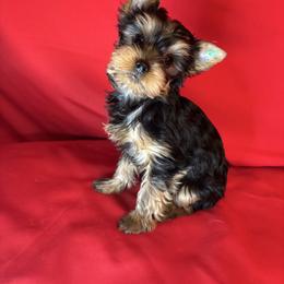 Boy AB green - Blue and gold male Yorkshire Terrier puppy in Alburnett, Iowa from Hobbs Shire Yorkies