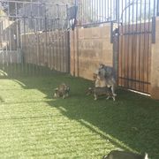 Standard Schnauzer Puppies from Kidson Standard Schnauzers