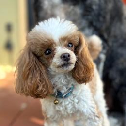 Jonas - Poodle