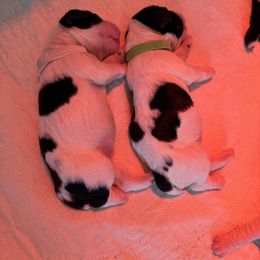English Springer Spaniel Puppies from Ladybug English Springers