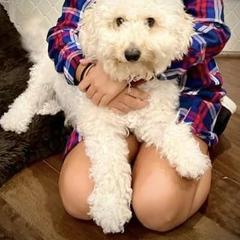 Bernedoodle, Double Doodle, and Goldendoodle Puppies from Pia’s Doodle Poodle Wag